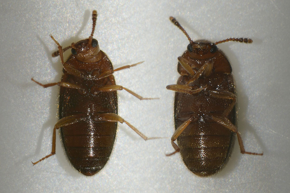 Triphyllus bicolor?